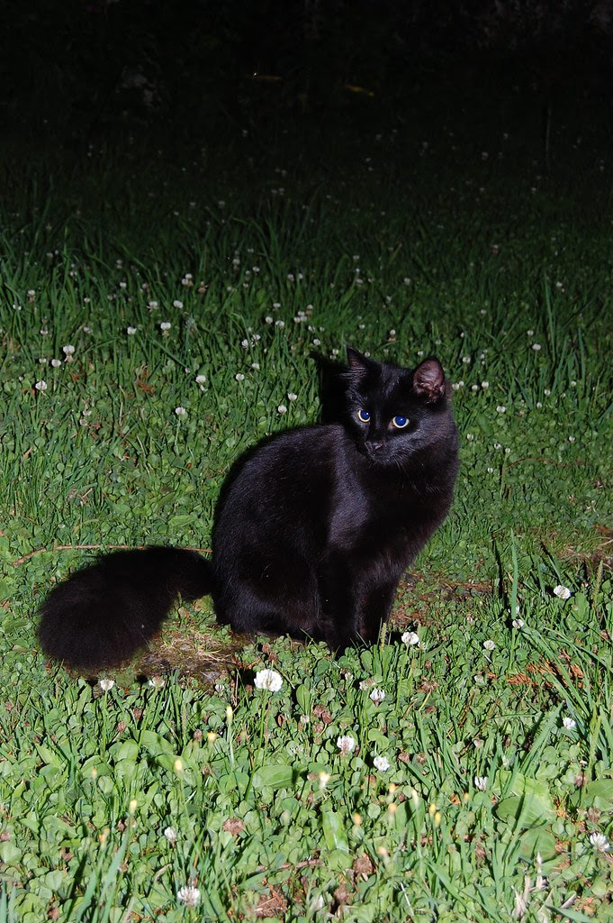 the black shadow