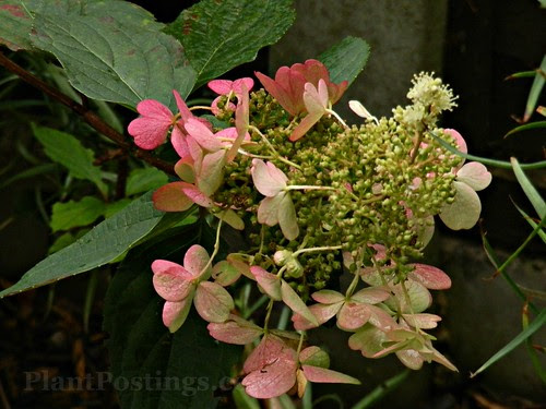 hydrangea