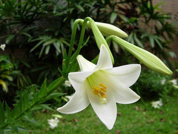 百合花葉子發黃怎麼辦有哪些原因造成的 每日頭條