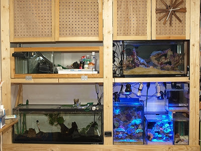 ３段式水槽棚 チまチまａｑｕａ 楽天ブログ
