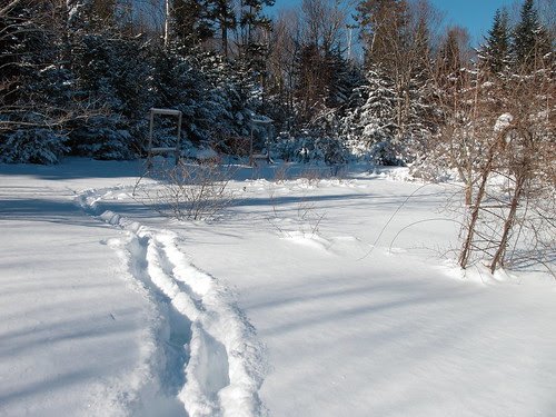 Path to the compost pile every step knee deep.