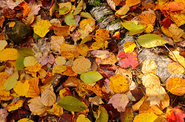 autumn inspiration board