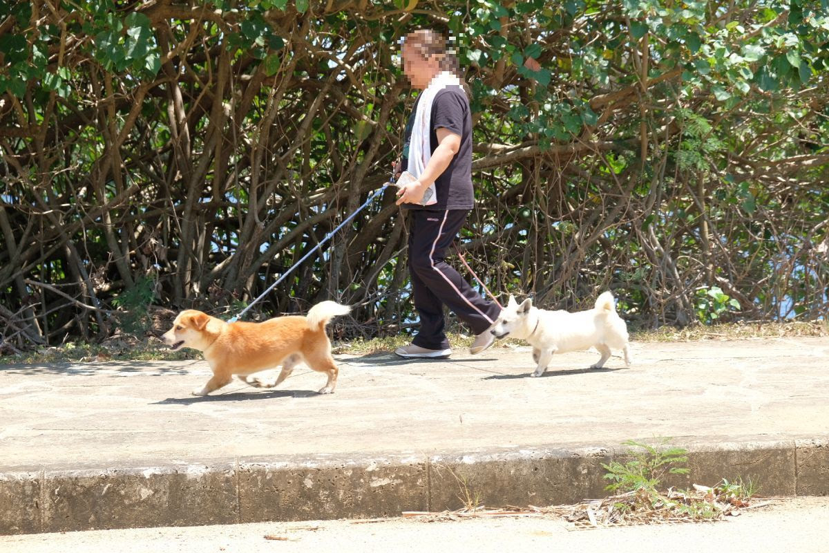 絶海の孤島で短足犬サミット そらうみ旅犬ものがたり
