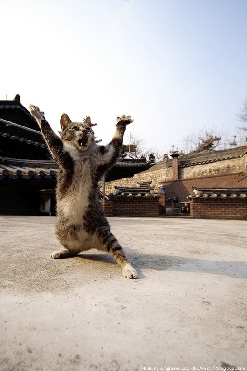 面白画像 動物まとめ 面白画像 フリーゲーム Web漫画 動画など