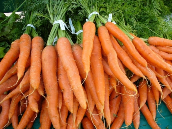 Pengertian Tanaman  Umbi  Berdasarkan Jenis Dan Contohnya 