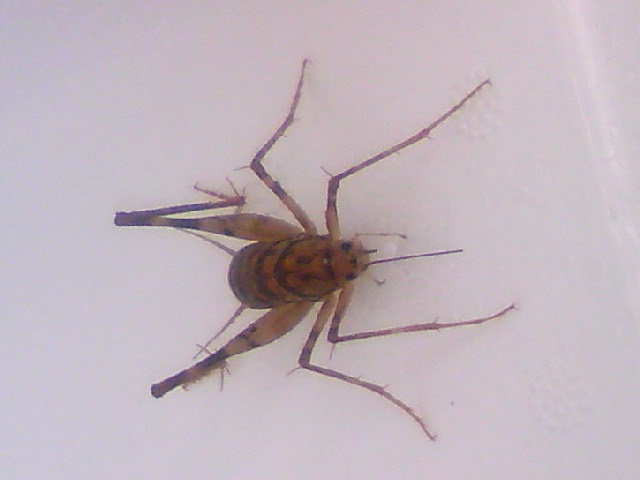 かわいいハムスター 冬なのにカマドウマ 壁紙やアイコンにどうぞ