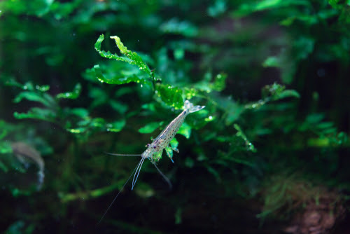 ヤマトヌマエビの産卵について 水温や水草はどうするの 熱帯魚 淡水魚 海水魚の図鑑