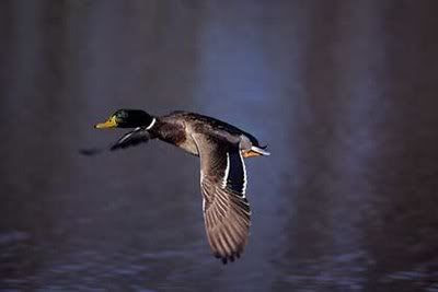Washington Duck Hunting Season Set