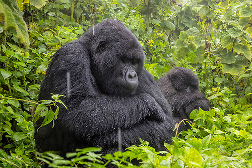 Mountain Gorillas in Rain, Volcanoes National Park, Rwanda