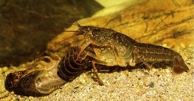 アメリカザリガニを飼ってみよう