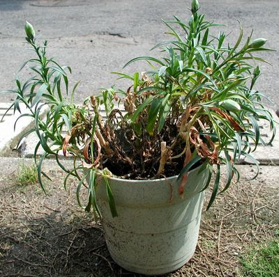 母の日カーネーションの鉢植えを長持ちさせる育て方 生活に役立つ記事