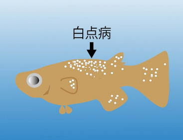 メダカの病気 花小屋