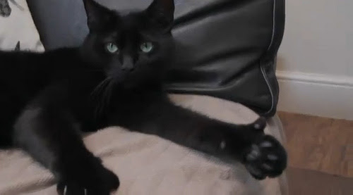 6-Fingered Cat Gives You a Thumbs Up - Neatorama