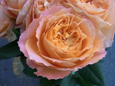 過去のブログ かわら版 有限会社薔薇園植物場ブログ