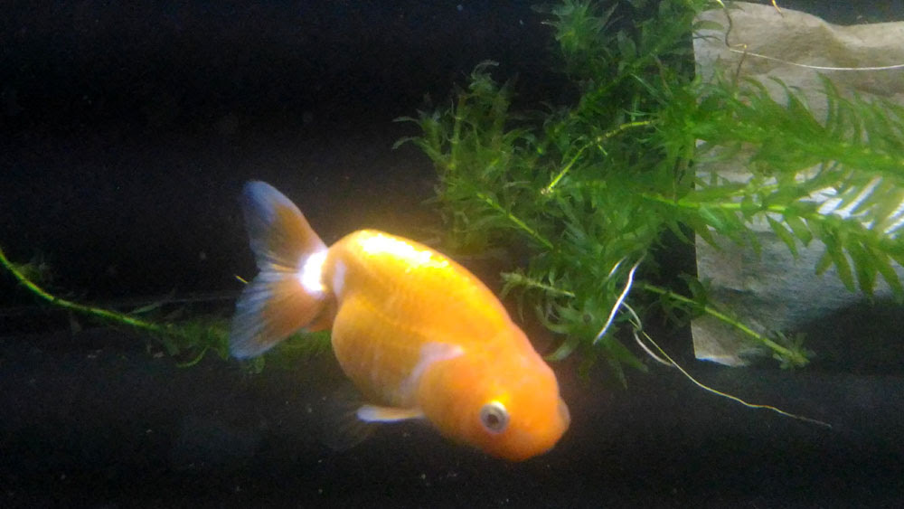 転覆したり尻が浮くのは金魚の宿命 体形が原因 Aqua Talk