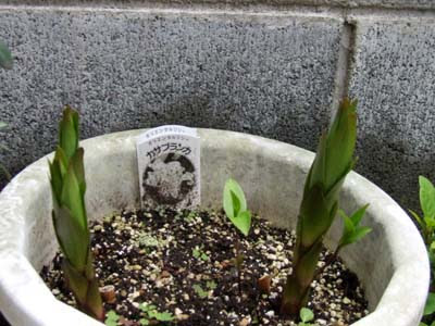ユリ 鉢植えの花後の手入れのコツは