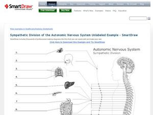 Sympathetic Division Of The Autonomic Nervous System Worksheet For 11th Higher Ed Lesson Planet