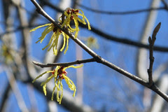 winter hazel