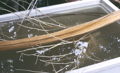 reed basketmaking of tequisquiapan, queretaro, mexico