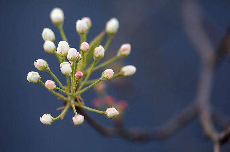 Low Impact Nature Photography - nature in bloom