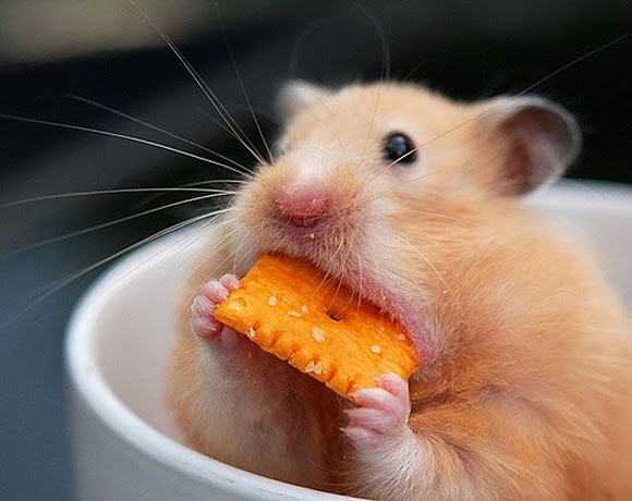 om nom nom l1 45 Cute Animal Photos That Will Cheer You Up!