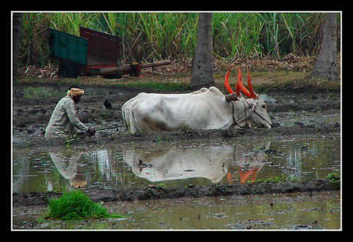 Sowing rice
