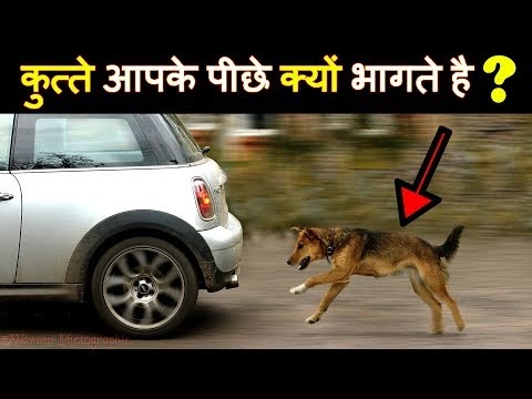 Why are street dogs crying at night? | Superstitions about Howling Dogs