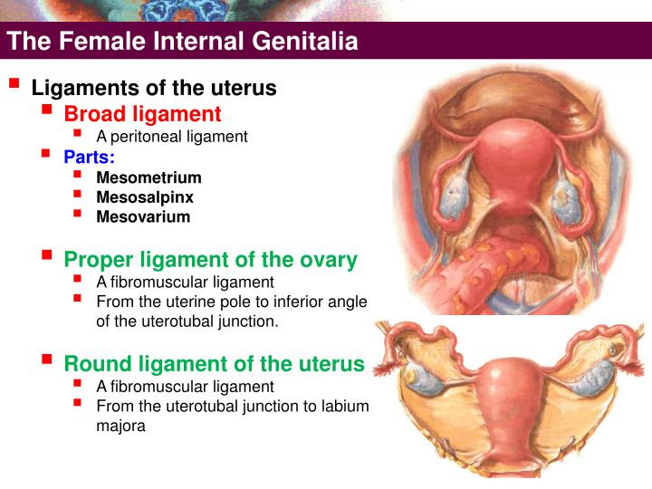 PPT - The Female External Genitalia PowerPoint ...