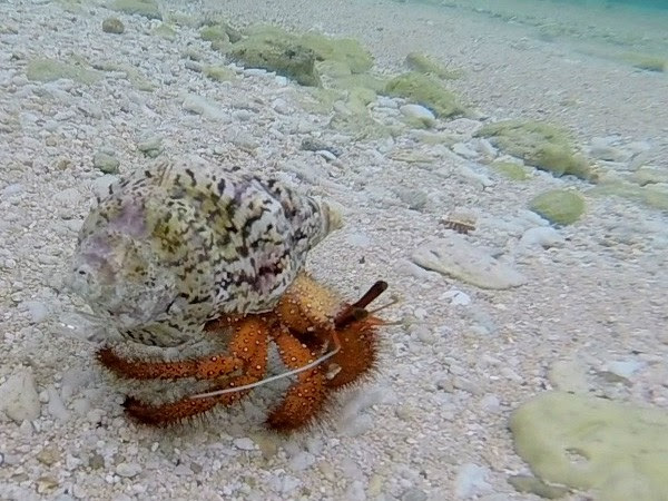 コモンヤドカリ 沖縄宮古島でシュノーケリングや釣りをする人のためのブログ