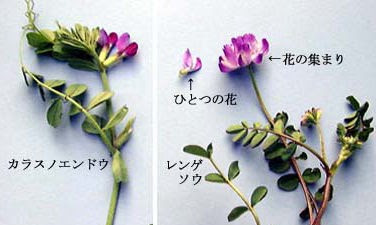 フォトエッセイ 春の野草たち