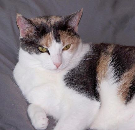 Grapenut - Gorgeous Calico Cat Found Home in Houston - Pet ...