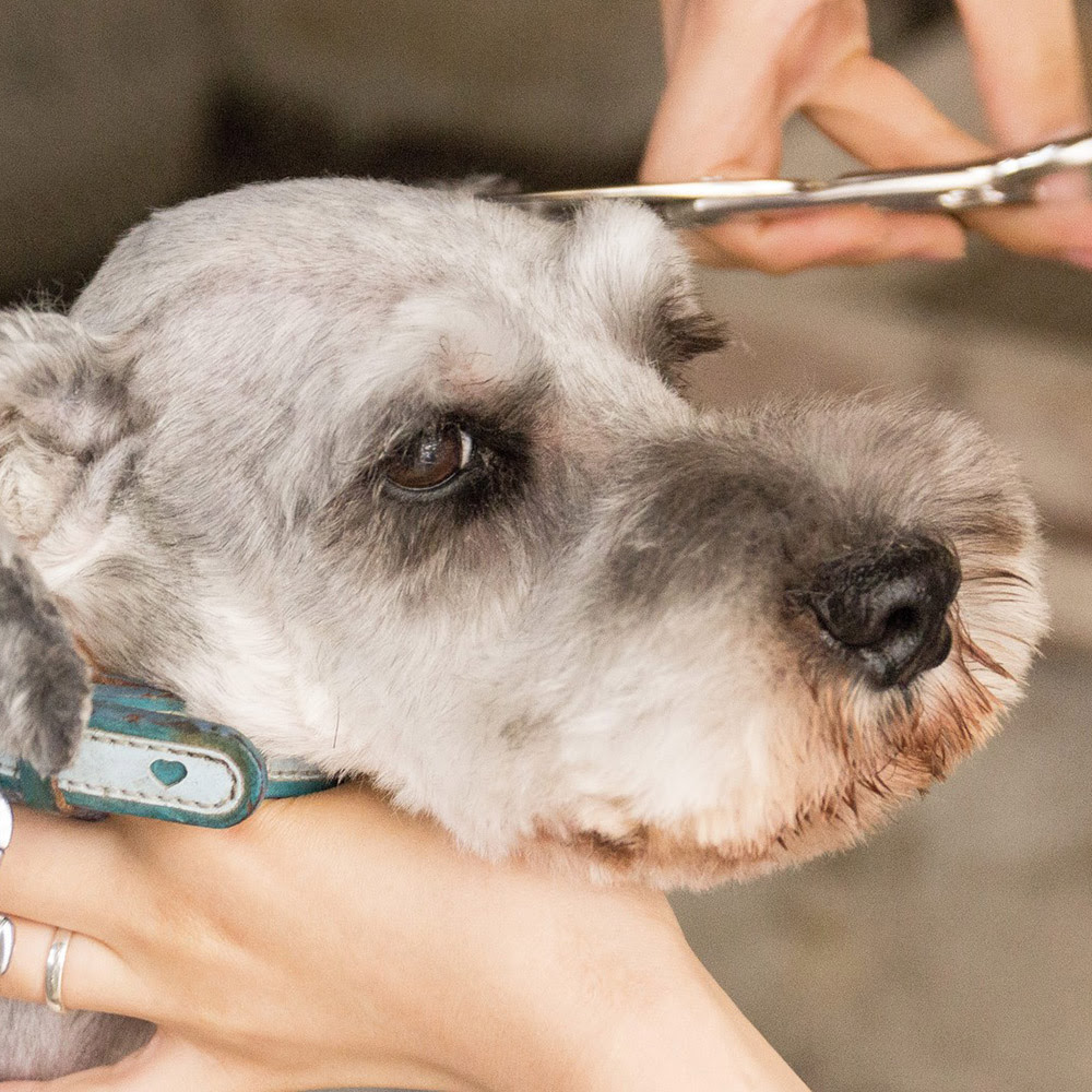冬場のトリミンングってどうしてる 犬の冬のカットについて知りたい 犬の総合情報サイト ペットスマイルニュースforワンちゃん