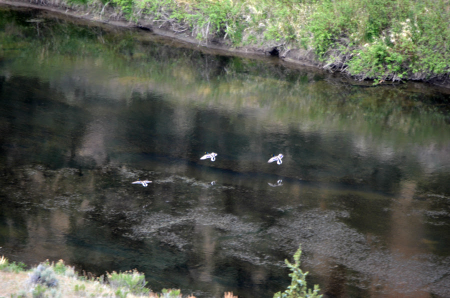 DSC_0711_ducks