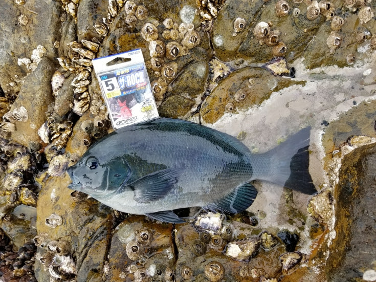 シーズン真っ最中の磯のグレ釣り 株式会社オーナーばり 海釣り仕掛け 投げ釣り仕掛け 釣り針 淡水仕掛けなど 釣具全般商品を製造 販売