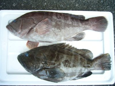 マハタ なんですけど なにか Fishingzero Blog