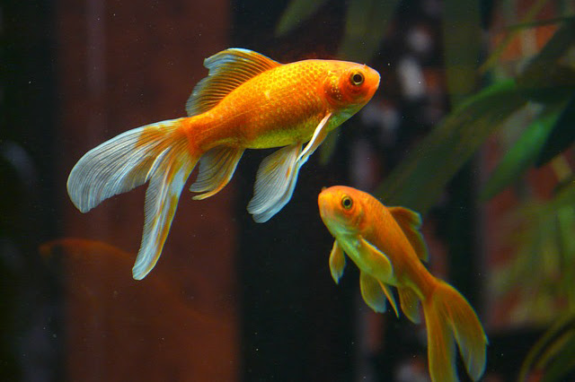 アクア事業部監修 人気の金魚3種類の寿命や基本的な飼い方は