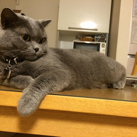 可愛い体型のブリティッシュショートヘア その特徴は 猫の総合情報サイト ペットスマイルニュースforネコちゃん