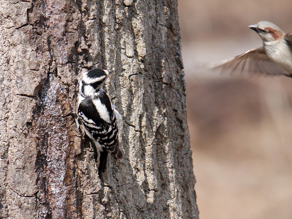 Ed Gaillard: recent &emdash; Downy Woodpecker, Central Park