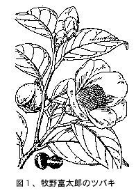 植物画スケッチ入門