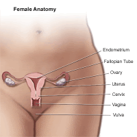 Anatomy of the Female Pelvic Area | Children's Hospital of ...
