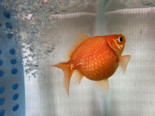 金魚の種類 小さな巨人と ささやかな出来事