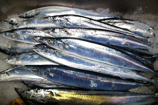 秋刀魚 さんま 今が旬 秋 葉山グループニュース カレント