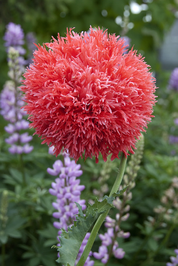 Papaver 'Venus'