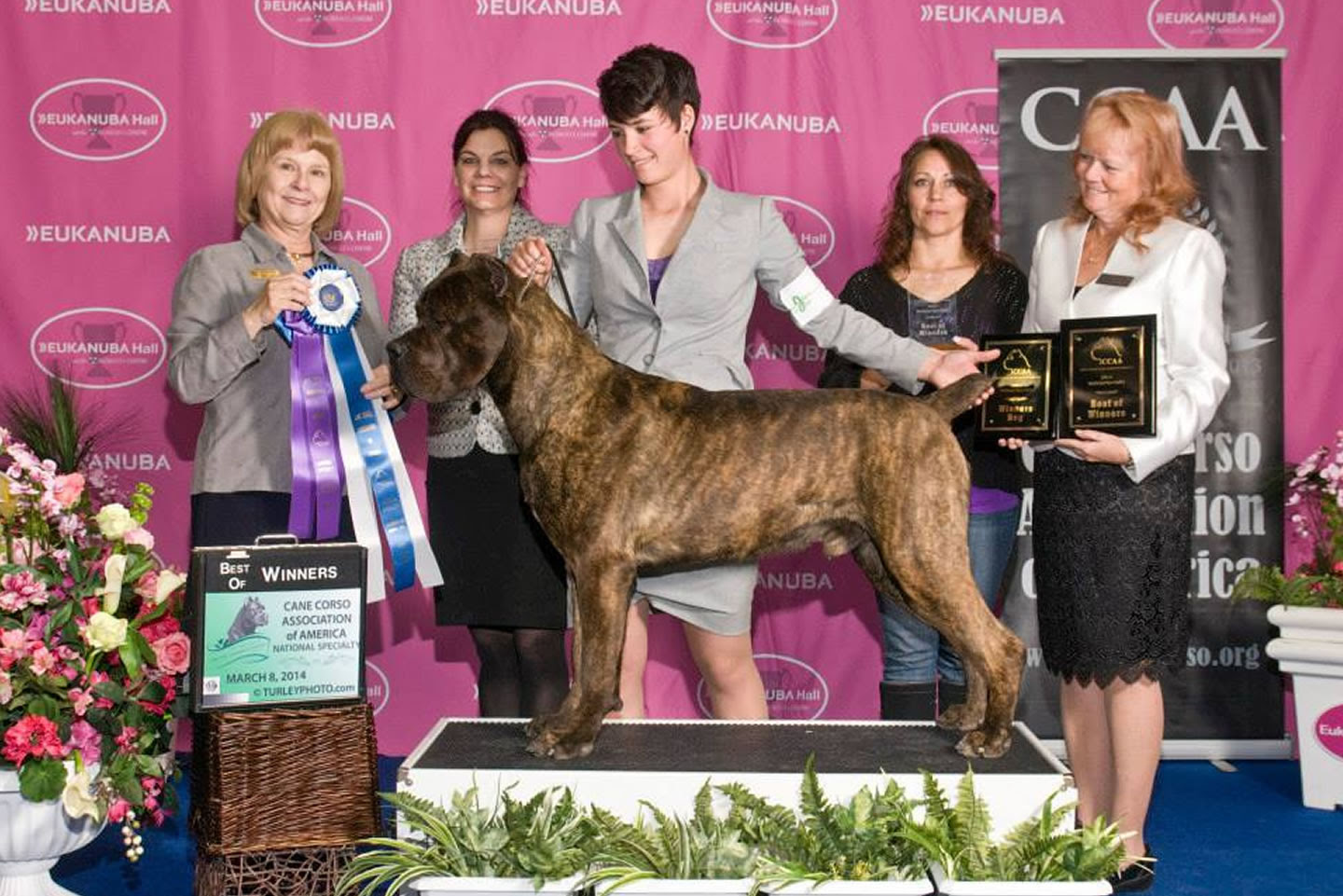 Castleguard Cane Corso Italiano Breeder With Puppies In Co