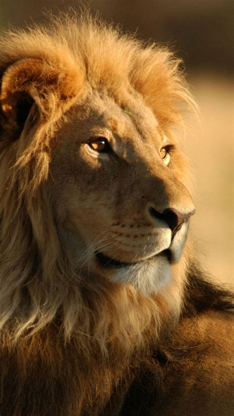 lion wallpapers hd resolution earthly wallpaper p
