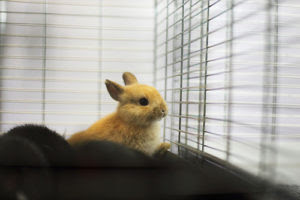 快適なケージ作りの５つのポイント 初めてうさぎを飼う方へ 渋谷区の動物病院なら日本動物医療センター