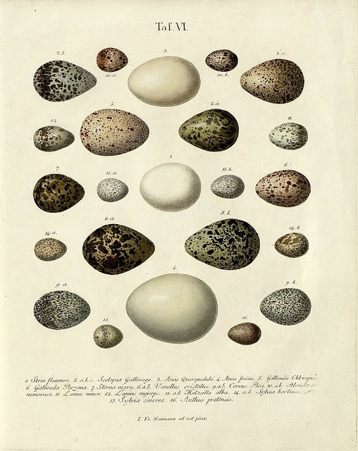 Die Eier der Vögel Deutschlands, 1818