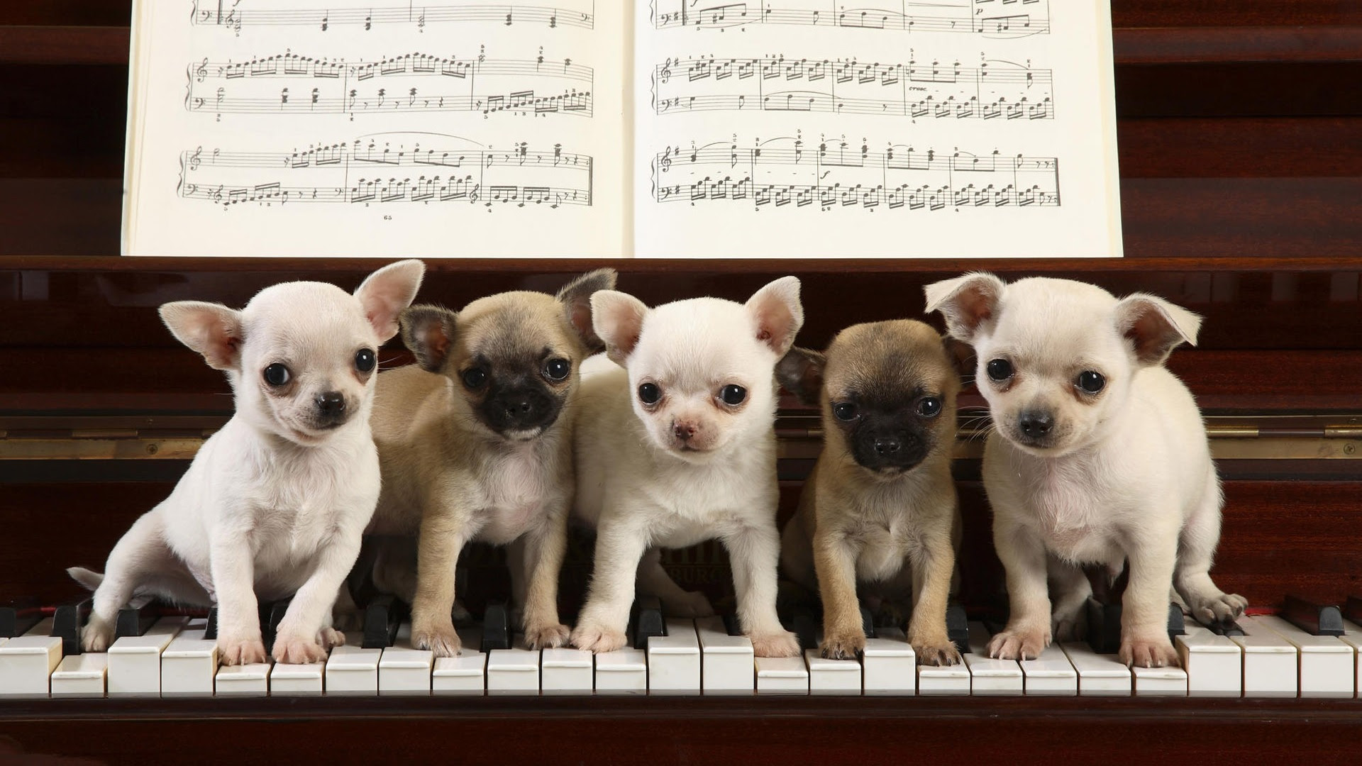 かわいい子犬写真壁紙 17 19x1080 壁紙ダウンロード かわいい子犬写真壁紙 動物 壁紙 V3の壁紙