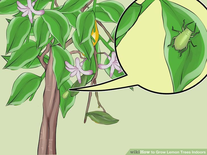 Grow Lemon Trees Indoors Step 22 Version 2.jpg