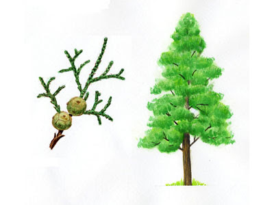 100以上 ヒノキ イラスト 最高の壁紙のアイデアcahd